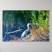Great Blue Heron Foto Poster (Vorne)