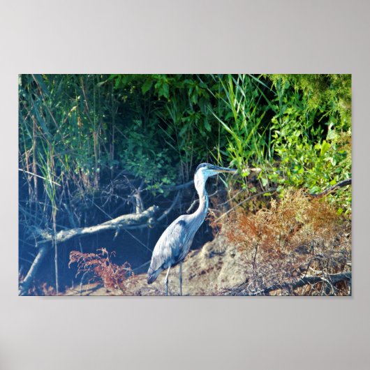 Great Blue Heron Foto Poster (Vorne)