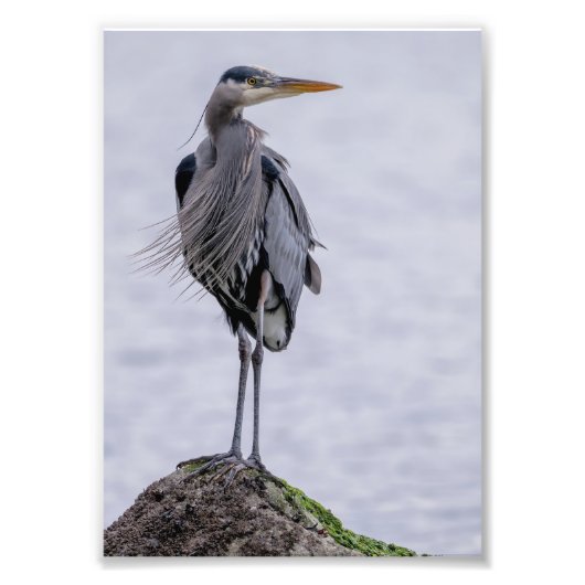 Great Blue Heron Foto Print (Vorne)
