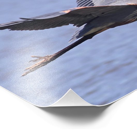 Great Blue Heron Fotodruck (Ecke)