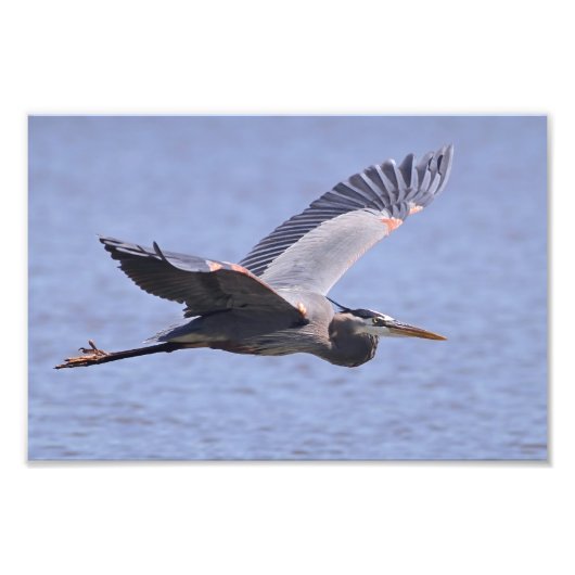 Great Blue Heron Fotodruck (Vorne)