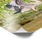 Great Blue Heron Fotodruck (Ecke)