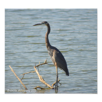 Great Blue Heron Fotodruck