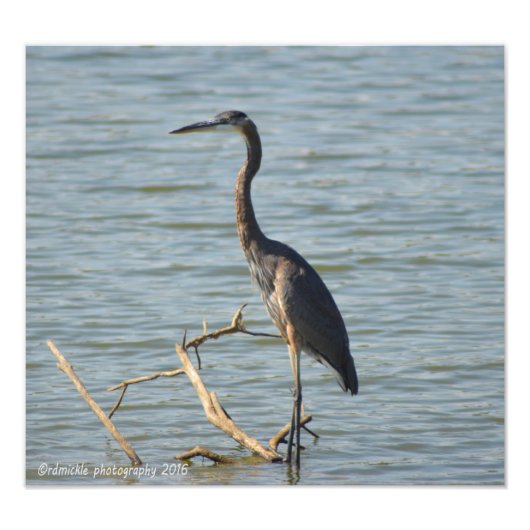 Great Blue Heron Fotodruck (Vorne)