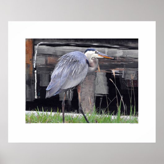 Great Blue Heron Gewartet Poster (Vorne)