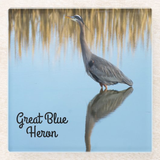 Great Blue Heron Glasuntersetzer (Vorderseite)