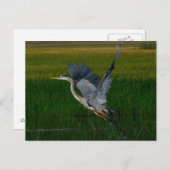 Great Blue Heron "Heben ab" Postkarte (Vorne/Hinten)