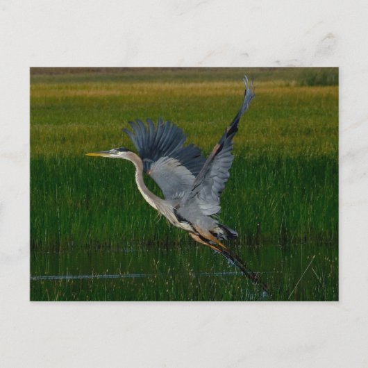 Great Blue Heron "Heben ab" Postkarte (Vorderseite)