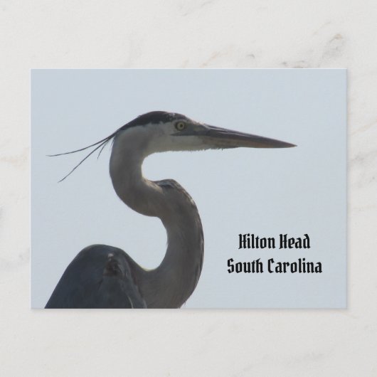Great Blue Heron Hilton Head SC Postcard Postkarte (Vorderseite)