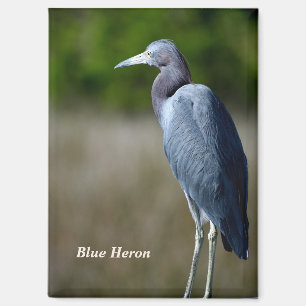 Great Blue Heron Holiday Magnet