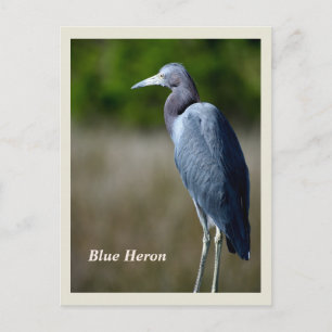 Great Blue Heron Holiday Postcard Feiertagspostkarte