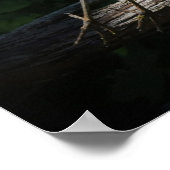 Great Blue Heron in Flight Poster (Ecke)