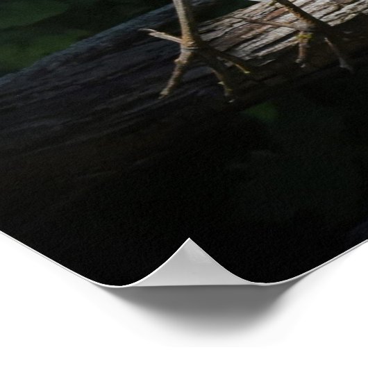 Great Blue Heron in Flight Poster (Ecke)