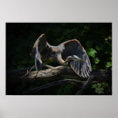 Great Blue Heron in Flight Poster (Vorne)