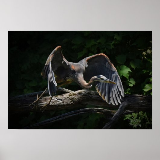 Great Blue Heron in Flight Poster (Vorne)