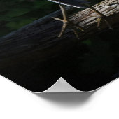 Great Blue Heron in Flight Poster (Ecke)