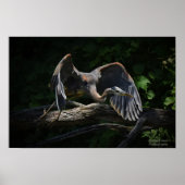 Great Blue Heron in Flight Poster (Vorne)