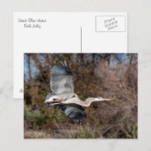 Great Blue Heron in flight Postkarte (Vorne/Hinten)
