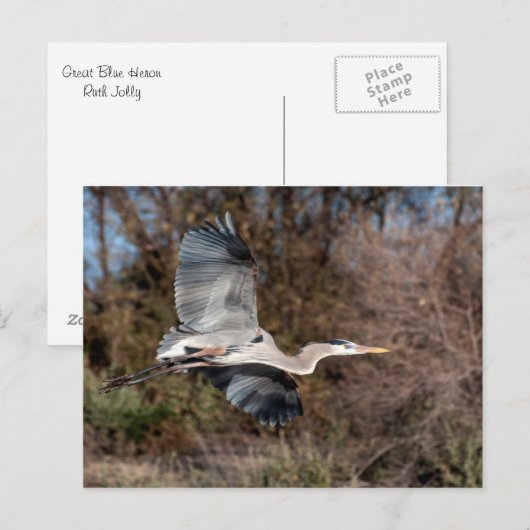 Great Blue Heron in flight Postkarte (Vorne/Hinten)