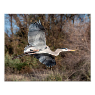 Great Blue Heron in Flug Fotodruck