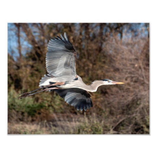 Great Blue Heron in Flug Fotodruck (Vorne)