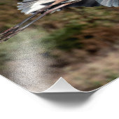 Great Blue Heron in Flug Fotodruck (Ecke)