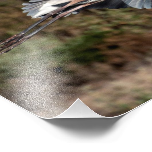 Great Blue Heron in Flug Fotodruck (Ecke)
