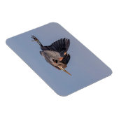 Great Blue Heron in Flug Magnet (Rechte Seite)