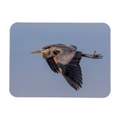 Great Blue Heron in Flug Magnet (Horizontal)