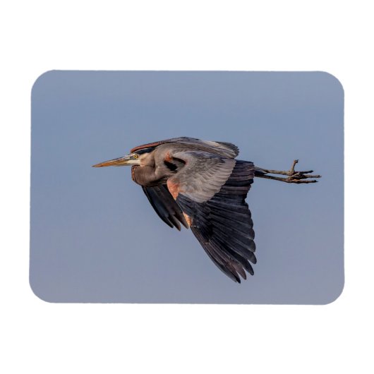 Great Blue Heron in Flug Magnet (Horizontal)