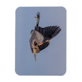 Great Blue Heron in Flug Magnet (Vertikal)