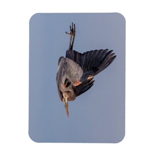 Great Blue Heron in Flug Magnet (Vertikal)