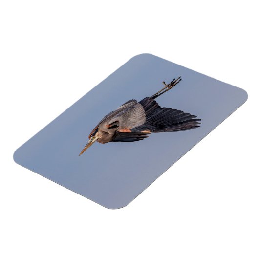 Great Blue Heron in Flug Magnet (Linke Seite)