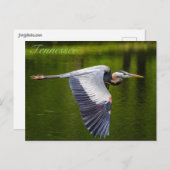 Great Blue Heron in Flug Postkarte (Vorne/Hinten)
