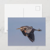 Great Blue Heron in Flug Postkarte (Vorne/Hinten)