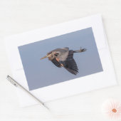 Great Blue Heron in Flug Rechteckiger Aufkleber (Umschlag)