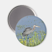 Great Blue Heron in River. Magnet (Vorderseite/Rückseite)