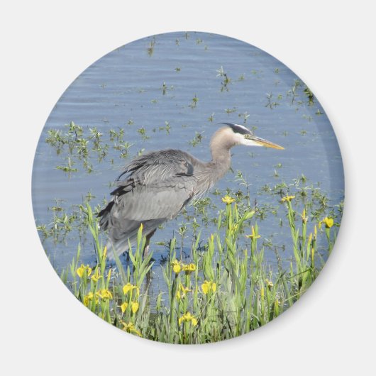 Great Blue Heron in River. Magnet (Vorne)