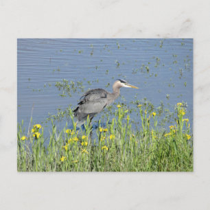 Great Blue Heron in River. Postkarte