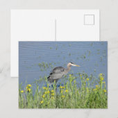 Great Blue Heron in River. Postkarte (Vorne/Hinten)