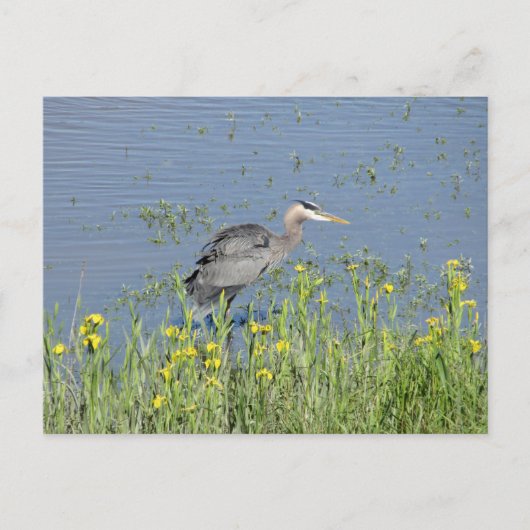 Great Blue Heron in River. Postkarte (Vorderseite)