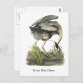 Great Blue Heron, John Audubon Postkarte (Vorne/Hinten)