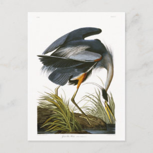 Great Blue Heron, John James Audubon Fine Art Postkarte