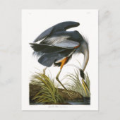 Great Blue Heron, John James Audubon Fine Art Postkarte (Vorderseite)