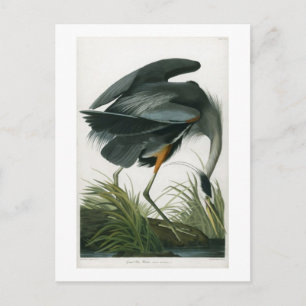 Great Blue Heron, John James Audubon Postkarte