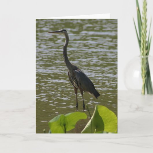 Great Blue Heron Karte (Vorderseite)