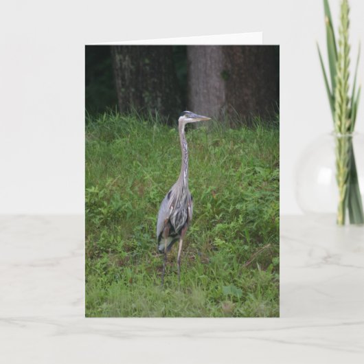 Great Blue Heron Karte (Vorderseite)
