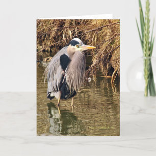 Great Blue Heron Karte