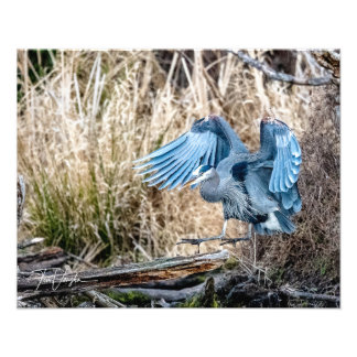 Great Blue Heron Landing - Foto
