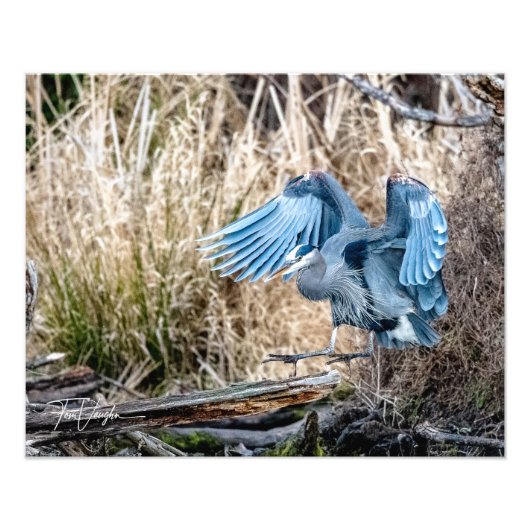 Great Blue Heron Landing - Foto (Vorne)